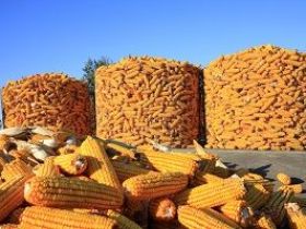 S.Korea’s KFA passes on corn buying, MFG picks up corn in private deal